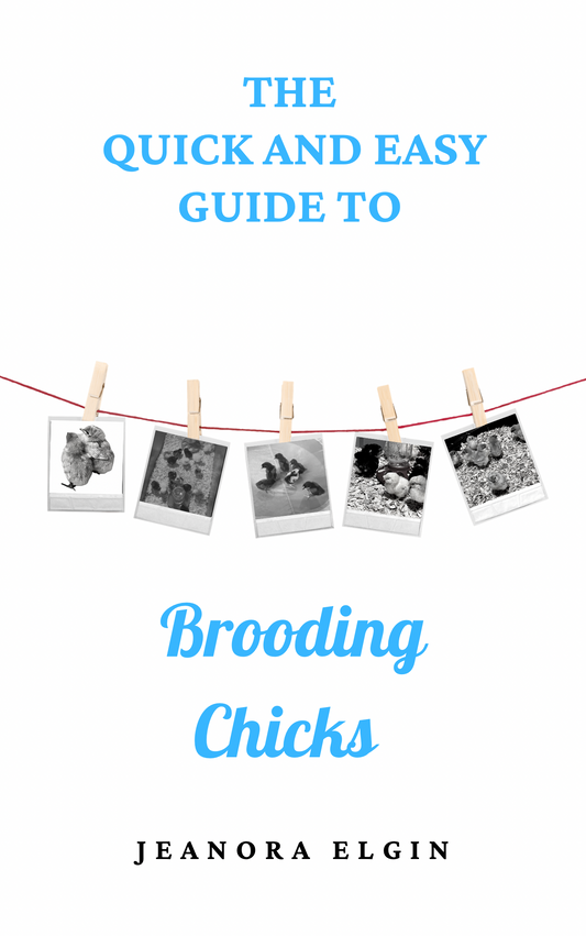 Quick and Easy Guide to Brooding Chicks