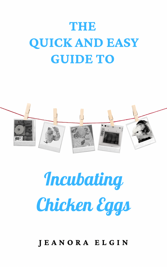 Quick and Easy Guide to Incubating Chicken Eggs